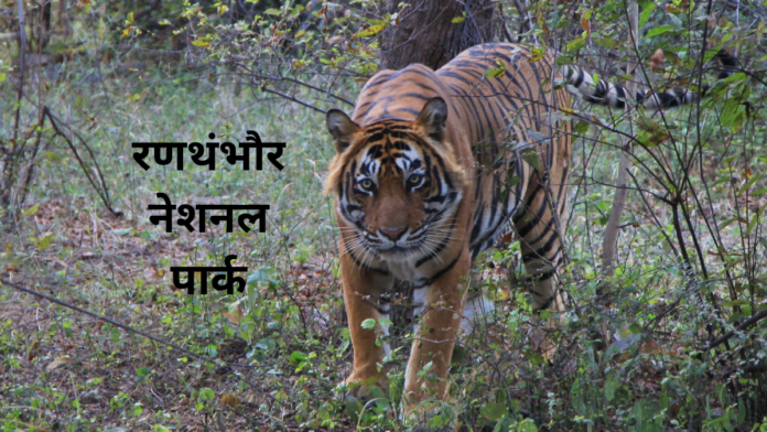Ranthambore National Park